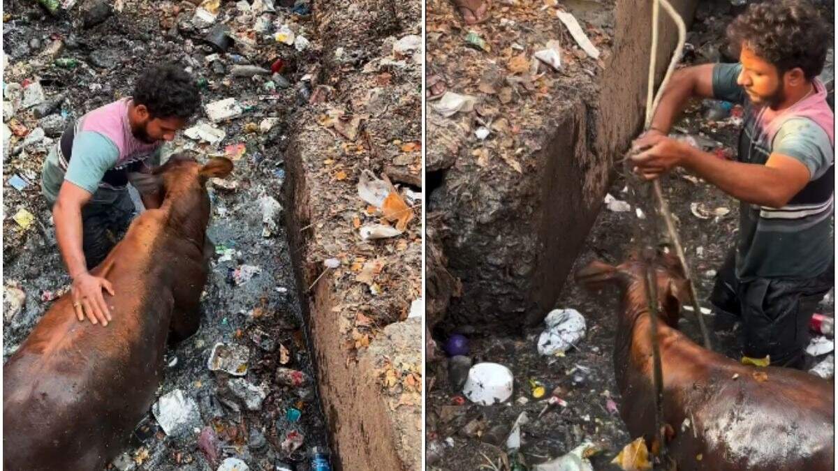 அந்த மனசு தான் சார் கடவுள்... சாக்கடையில் சிக்கிய மாட்டை தொடர் முயற்சியால் காப்பாற்றும் இளைஞர்... வைரல் வீடியோ!