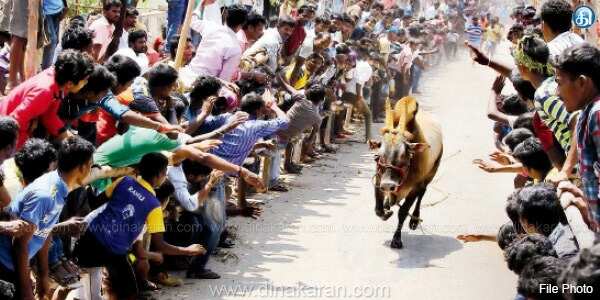 இன்று மதுரை அலங்காநல்லூரில் ஜல்லிக்கட்டு போட்டி... குவிந்த மக்கள்!