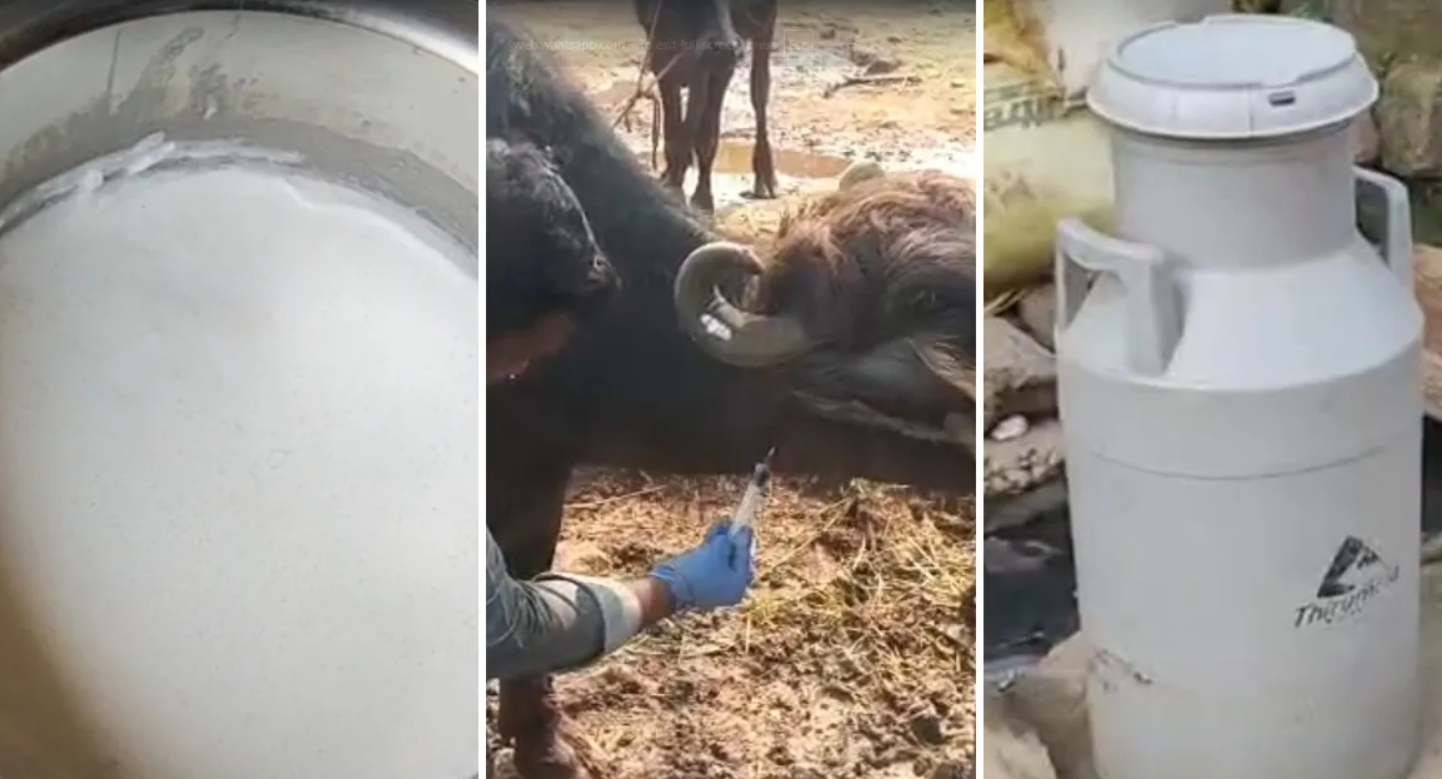 பகீர்... கலப்பட பால் குடித்ததால் 4 பேர் பலி... 12 பேர் கவலைக்கிடம்!