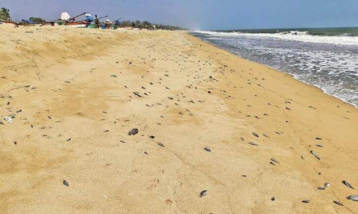 அதிர்ச்சி... கரை ஒதுங்கிய 2 பெண் குழந்தைகளின் சடலங்கள்!