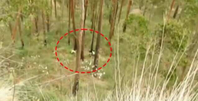 மஞ்சும்மல் பாய்ஸ் பட பாணியில் விபரீதம்.. 100 அடி பள்ளத்தில் தவறி விழுந்த இளைஞர்!