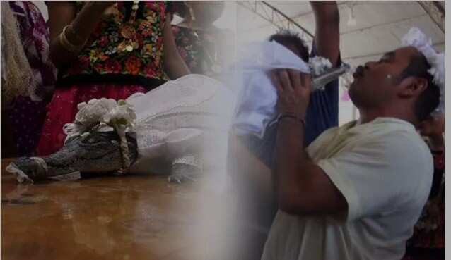 உதட்டில் முத்தம்! முதலையை திருமணம் செய்து கொண்ட மேயர்! வைரலாகும் வீடியோ!