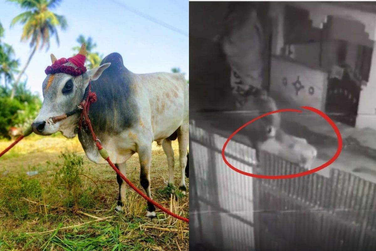 ஜல்லிக்கட்டு மாடுகளை திருடும் மர்ம கும்பல்!! பகீர் சம்பவம்!!