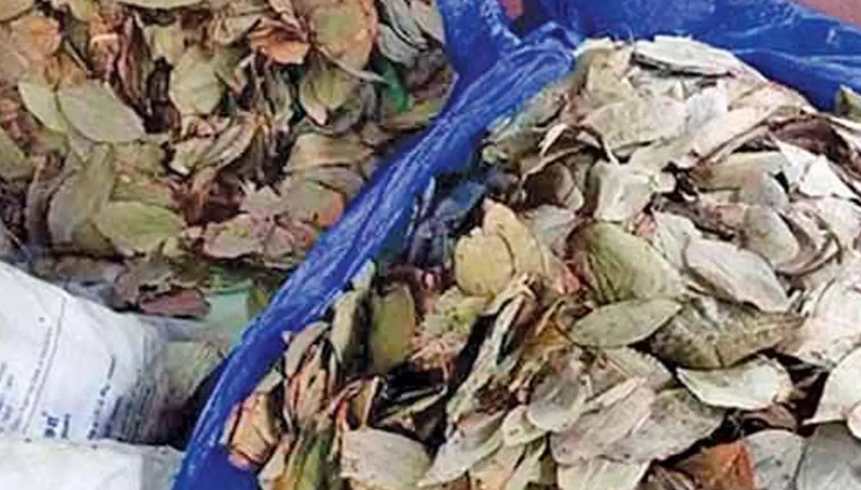 திருச்செந்தூரில் ரூ.1கோடி மதிப்புள்ள பீடி இலைகள் பறிமுதல்!