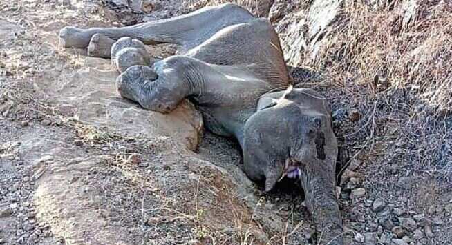 தண்ணீரை தேடி ஊருக்குள் நுழைந்த யானை... குழிக்குள் விழுந்து பலியான சோகம்!