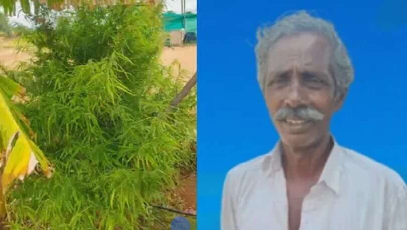பூச்செடிகளுக்கு நடுவே கஞ்சா செடி வளர்த்த விவசாயி கைது!