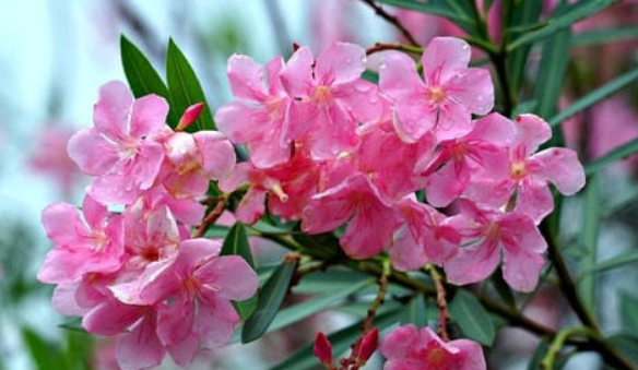 மாநிலம் முழுவதும் 2500 கோவில்களில் அரளிப்பூவிற்கு தடை... உதவி ஆணையர்களுக்கு சுற்றறிக்கை!