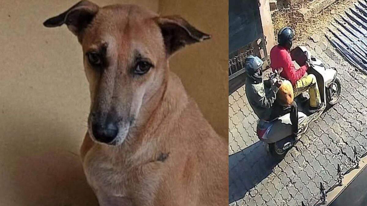 கொடூரம்... கூலிப்படையை ஏவி தெருநாயை கொன்ற ராணுவ அதிகாரியின் மனைவி!