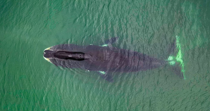 அட... திமிங்கலத்தின் புரதம் மூலம் மனிதன் 200 ஆண்டுகள் வாழலாம் ... ஆச்சர்யம் தரும் ஆய்வறிக்கை!