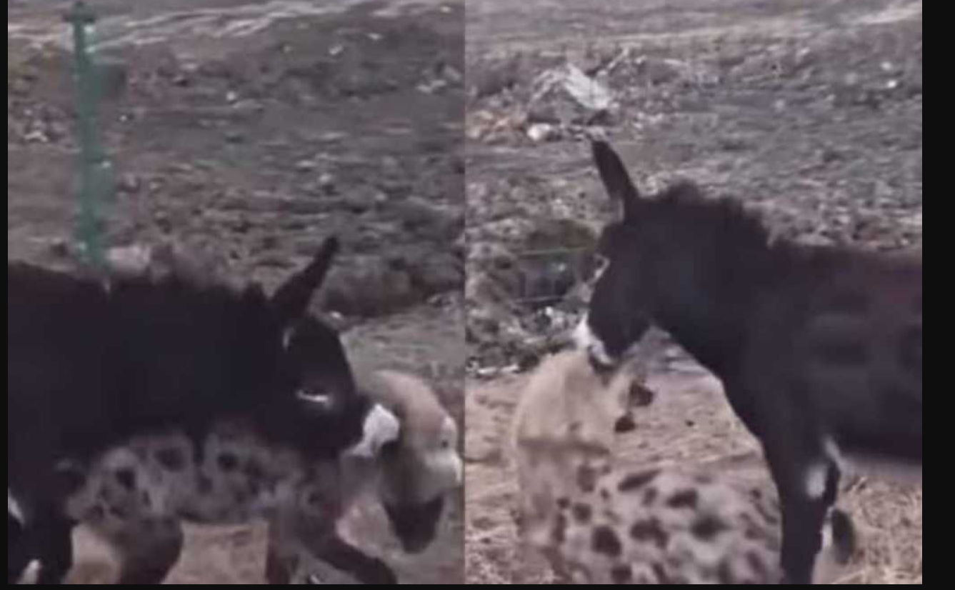 அடேங்கப்பா... ரூ 3,00,000/- கொடுத்து கழுதையை விலைக்கு வாங்கும் சீனா!