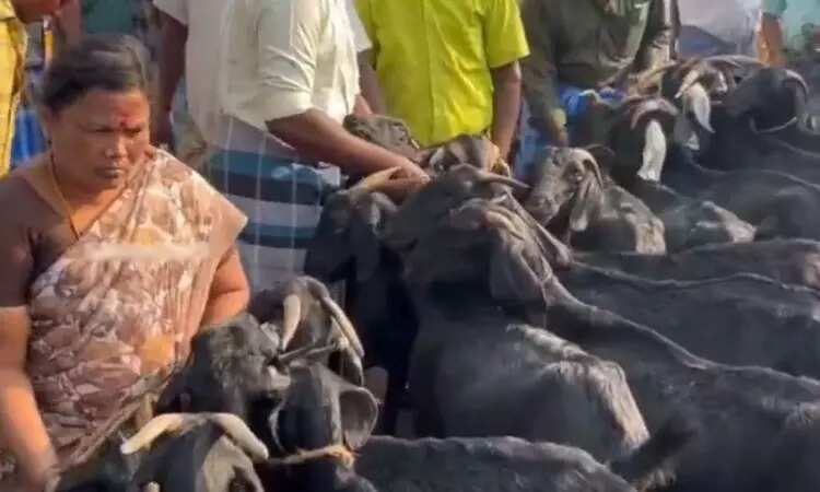 ரம்ஜான் பண்டிகை... ஒரே நாளில் ரூ.10 கோடியைத் தாண்டிய ஆடுகள் விற்பனை!