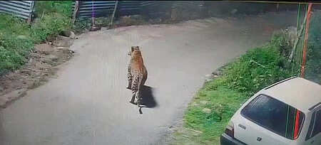 சிறுத்தை தாக்கி 5 வயது சிறுவன் பரிதாப பலி...