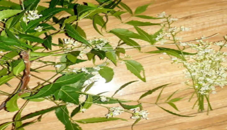 வேப்பம்பூ பச்சடி