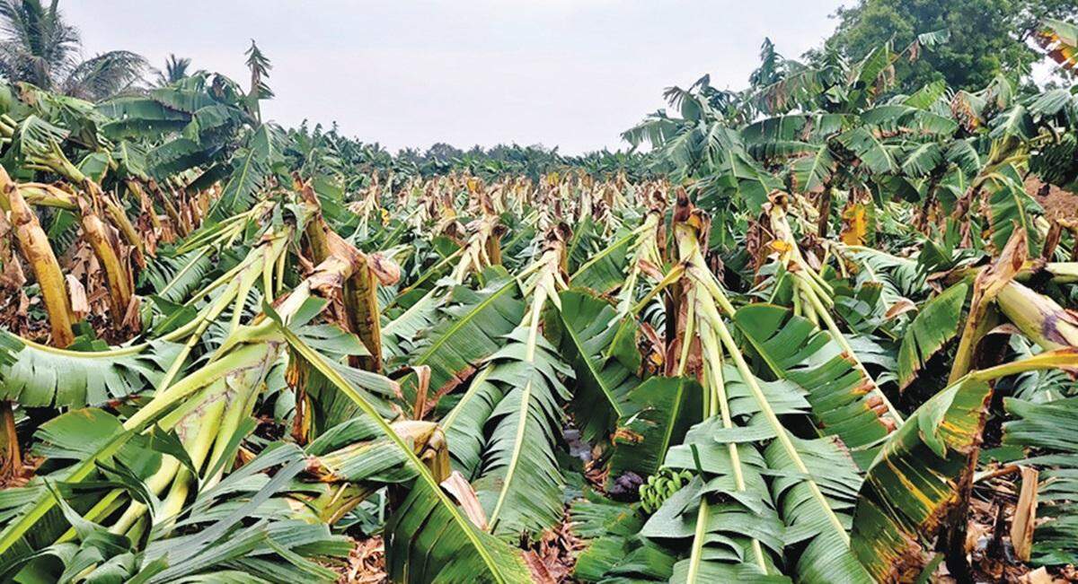 கனமழை.. சூறைக்காற்று.. நெல்லையில் 1.50 லட்சம் வாழை மரங்கள் நாசம்!