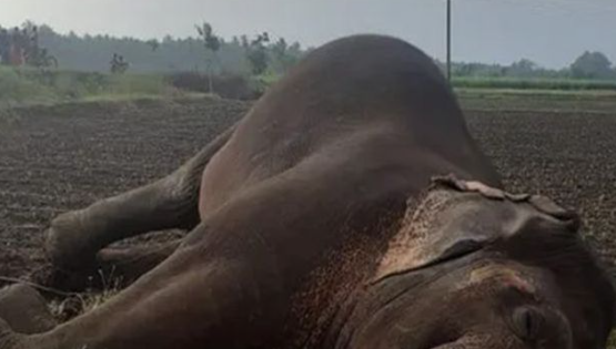 துயரம்...மின்கம்பியை இழுத்த காட்டுயானை மின்சாரம் தாக்கிப் பலி!