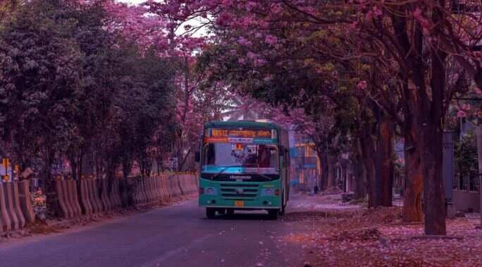 கண்ணைக் கவரும் பெங்களூர் சாலை.. பூத்து குலுங்கும் இளஞ்சிவப்பு நிற மலர்கள்..!!