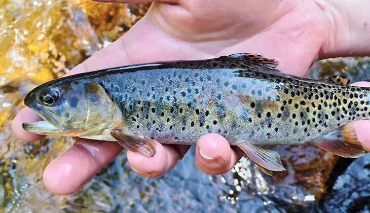அரிய வகை மீன்