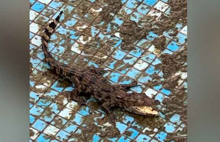 பிரபல நடிகர் வீட்டு நீச்சல் குளத்தில் முதலை, ஆமை!!