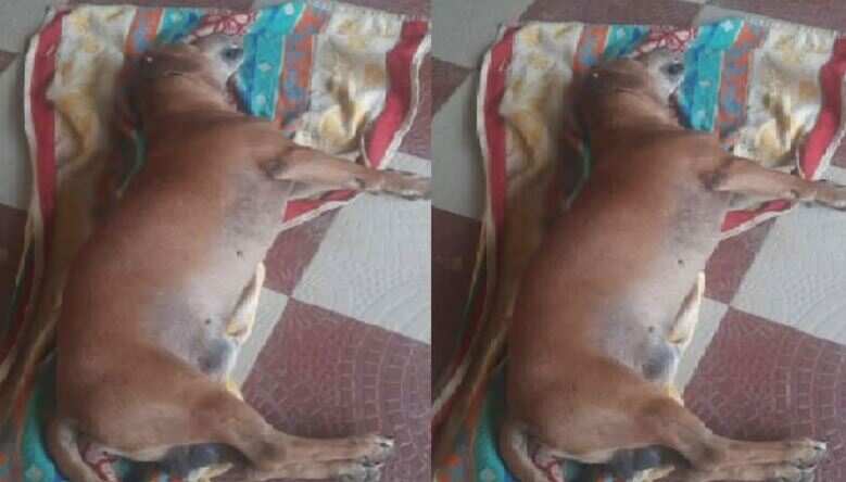 பாம்புடன் போராடி குழந்தைகளை காப்பாற்றிய விசுவாசி ஜீவன்.. இறுதியில் நடந்த சோகம்!