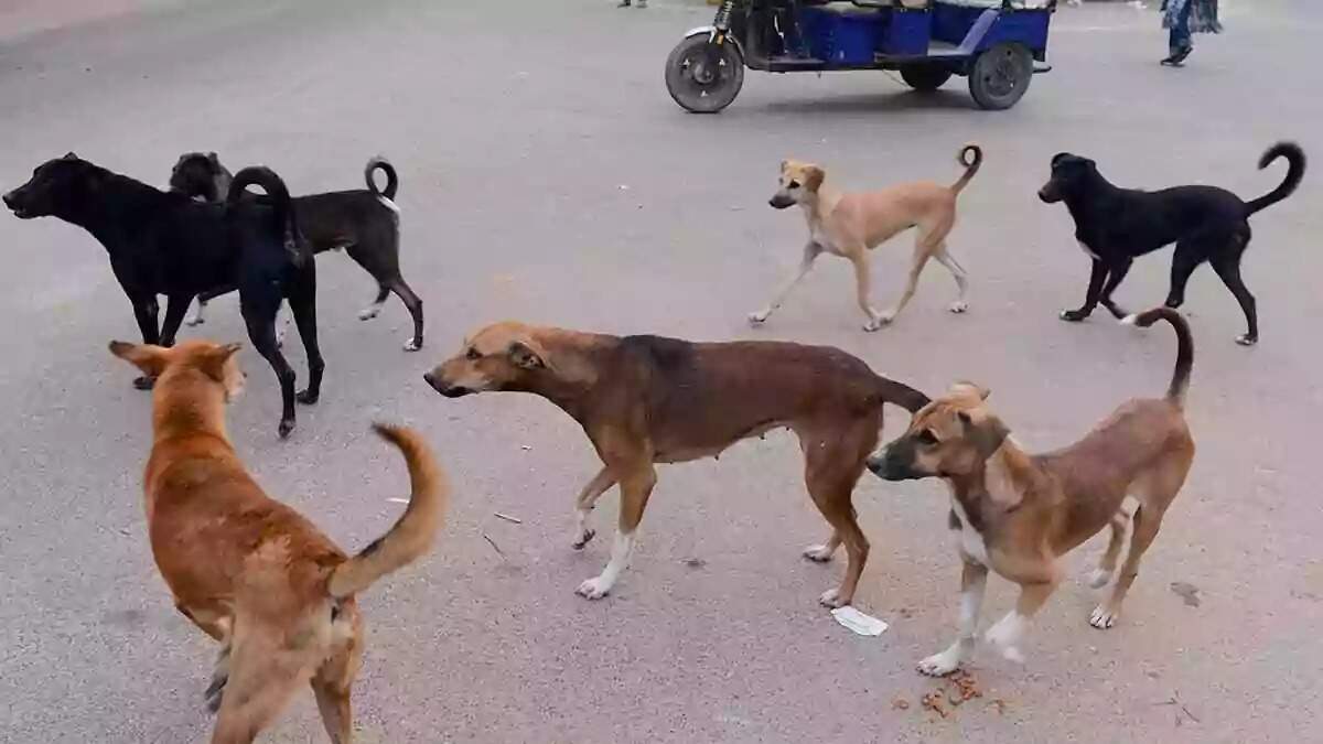 கடிக்க வந்த தெருநாயை அடித்து கொலை செய்த டீக்கடைக்காரர் !