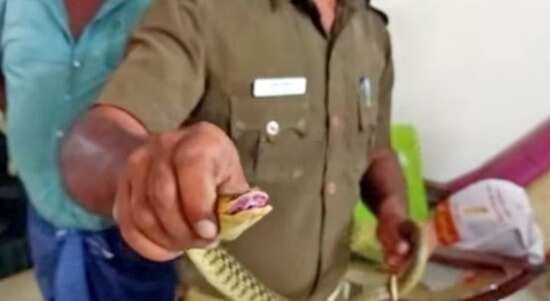 அதிர்ச்சி... வீட்டிற்குள் புகுந்த 6 அடி நீள கட்டு விரியன் பாம்பு!