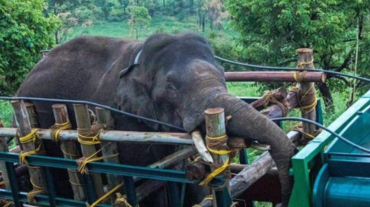 அரிகொம்பன் யானை பிடிபட்டது... வைரலாகும் வீடியோ!
