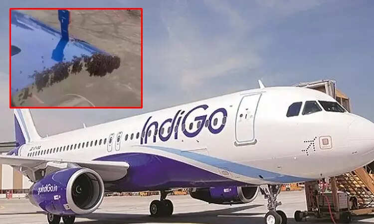 தேனீக்களால் ஒரு மணி நேரம் தாமதமாக புறப்பட்ட விமானம்... பயணிகள் கடும் அவதி!