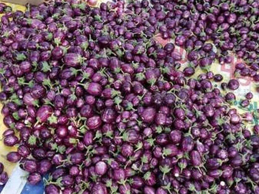 கத்திரிக்காய் விலை கடும் சரிவு... கதறும் விவசாயிகள்!